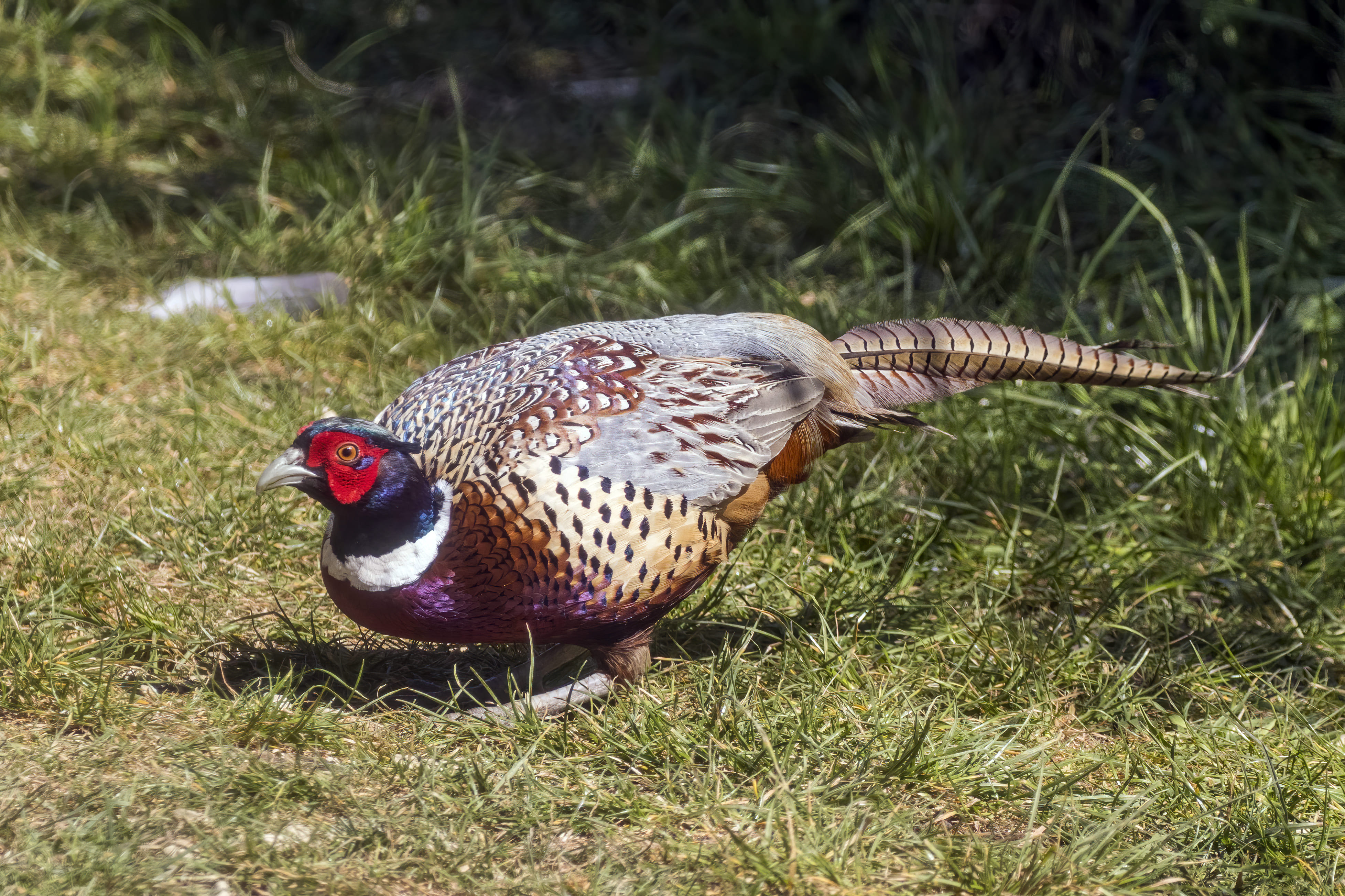 Daftar Harga Ringneck Pheasant